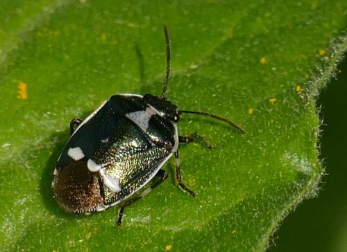 Réf. 160 138 : Eurydema oleracea