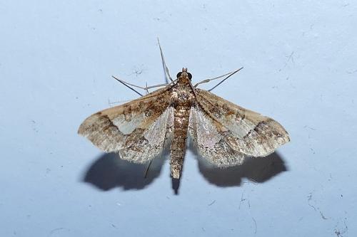 Hydriris ornatalis