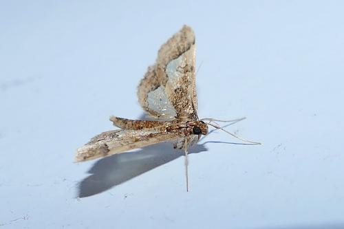 Hydriris ornatalis