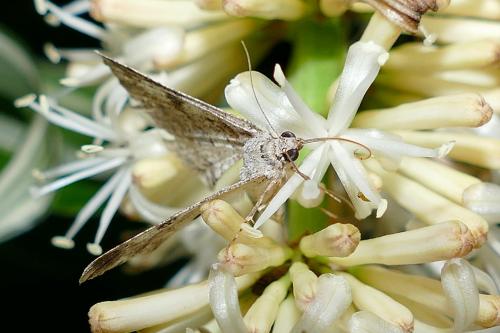 Cleora immemorata