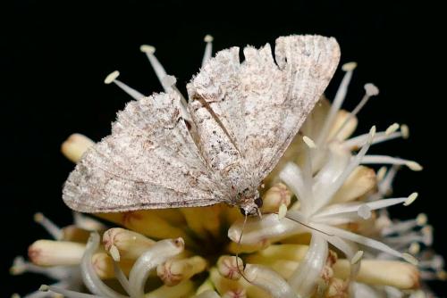 Cleora immemorata