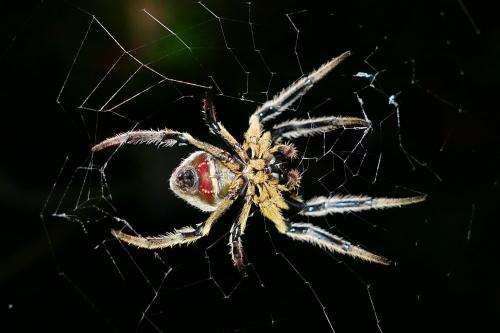 Eriophora flavicoma