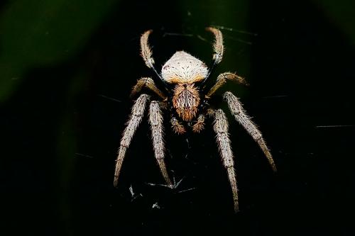 Eriophora flavicoma