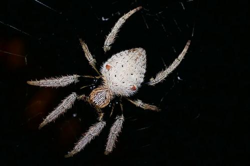 Eriophora flavicoma
