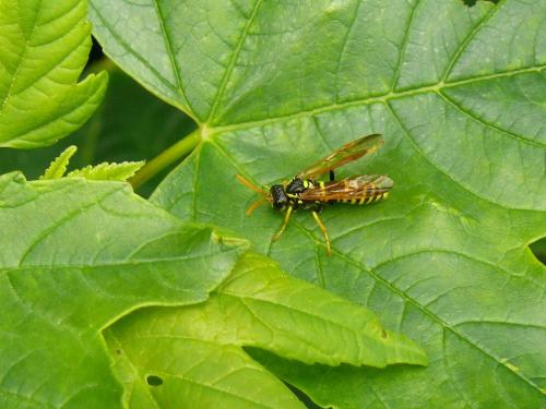 Tenthredo scrophulariae