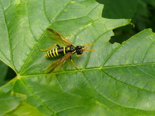 Tenthredo scrophulariae