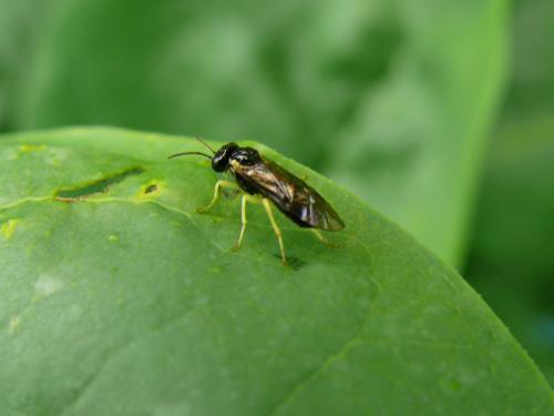 Réf. 160 755 : Aneugmenus sp.