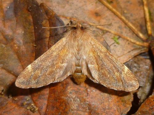 Ptilophora plumigera