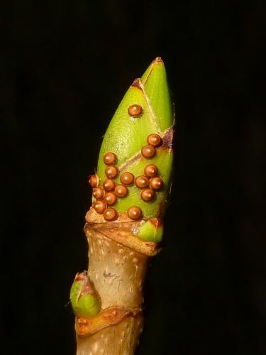 Ptilophora plumigera