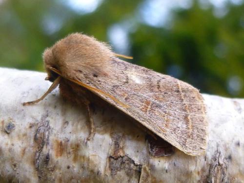 Orthosia cerasi