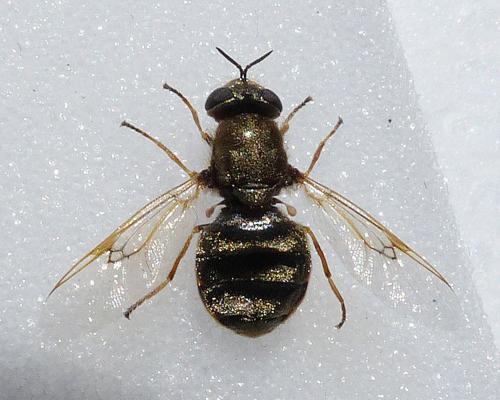Odontomyia argentata
