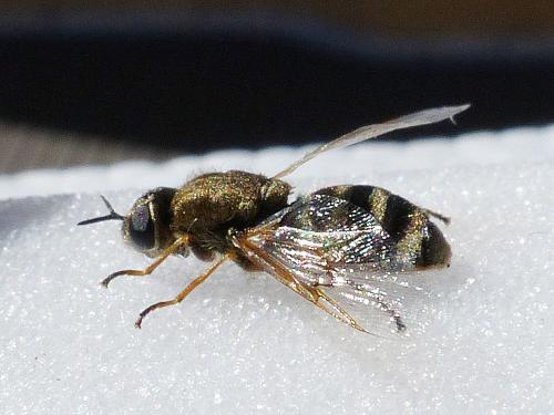 Réf. 160 932 : Odontomyia argentata