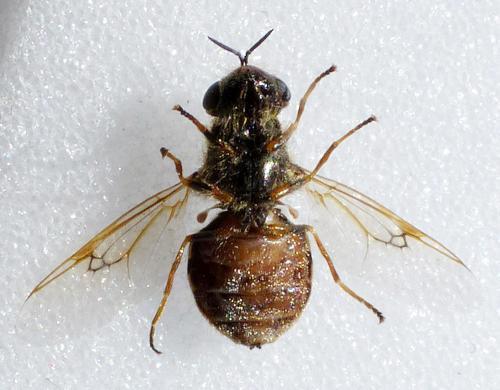 Réf. 160 934 : Odontomyia argentata