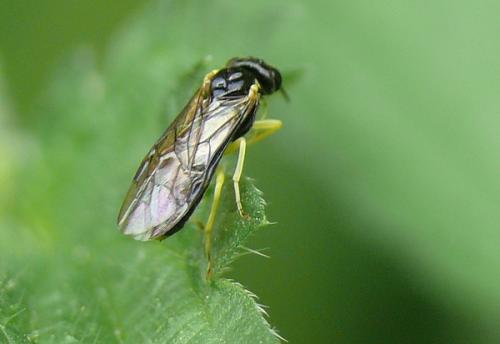 Réf. 160 709 : Aneugmenus sp.