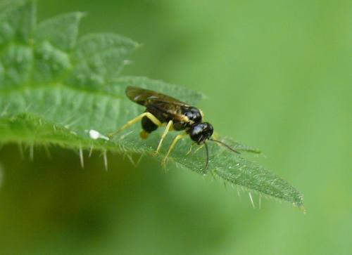 Réf. 160 710 : Aneugmenus sp.