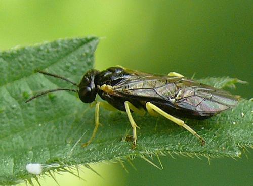 Réf. 160 711 : Aneugmenus sp.