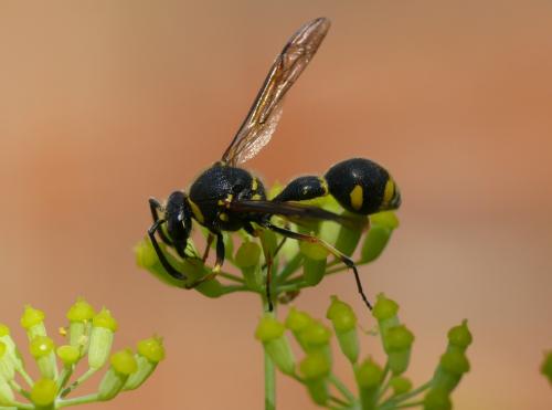 Réf. 160 705 : Eumenes sp.