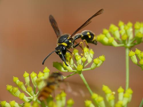 Réf. 160 706 : Eumenes sp.