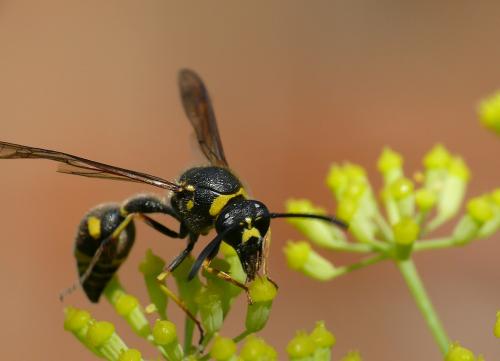 Eumenes sp.