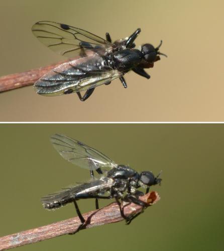 Bibio venosus