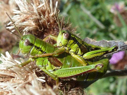 Miramella alpina subalpina