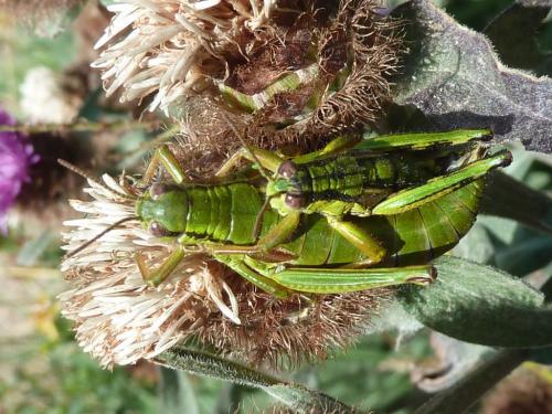 Miramella alpina subalpina