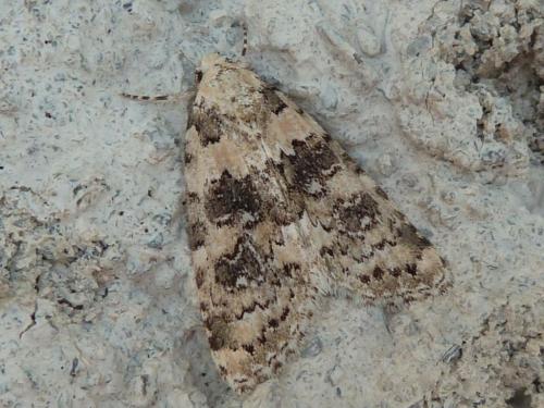 Bryophila domestica
