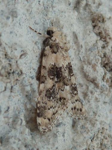 Bryophila domestica