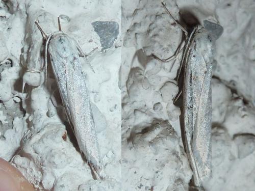 Réf. 160 567 : Coscinia cribraria