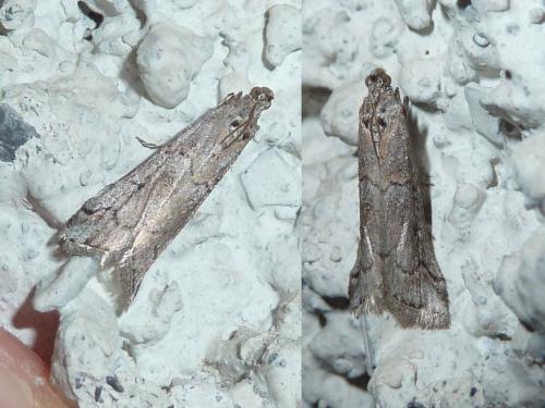 Réf. 160 574 : Pempelia palumbella
