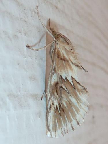 Cynaeda dentalis