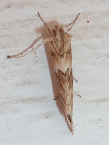 Cynaeda dentalis
