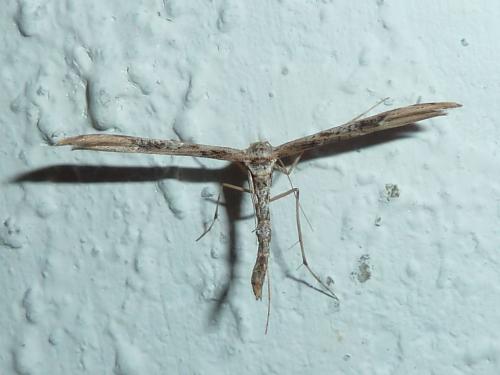 Emmelina monodactyla