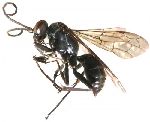 Réf. 160 178 : Auplopus sp.