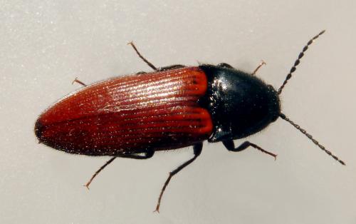 Réf. 160 043 : Ampedus sp.