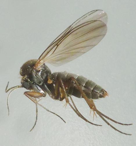 Docosia fuscipes