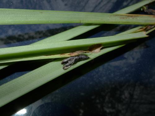 Clepsis sp.