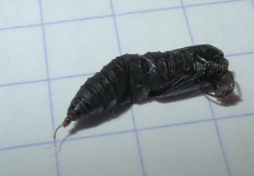 Clepsis sp.