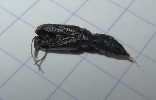 Réf. 160 953 : Clepsis sp.