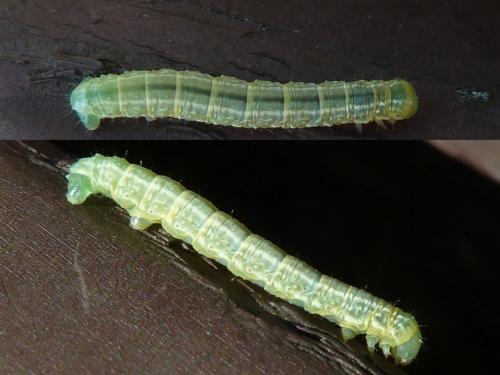Operophtera brumata