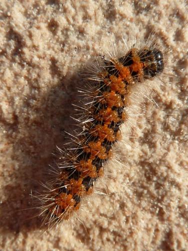 Euplagia quadripunctaria