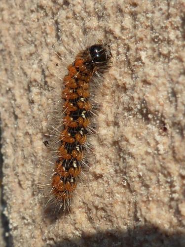 Euplagia quadripunctaria