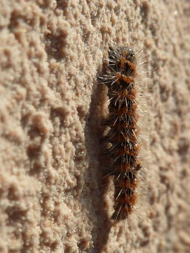 Euplagia quadripunctaria
