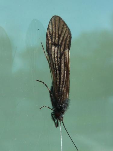 Ceraclea nigronervosa