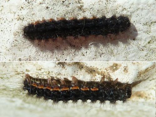 Eilema lurideola