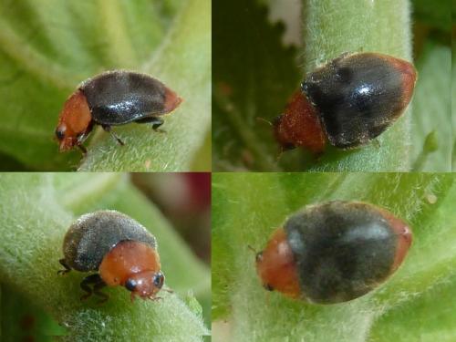 Réf. 160 824 : Cryptolaemus montrouzieri