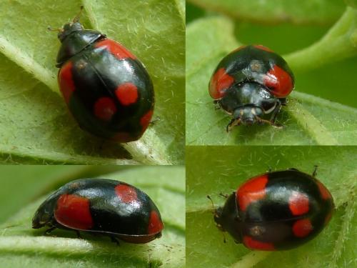 Réf. 160 958 : Adalia bipunctata bipunctata