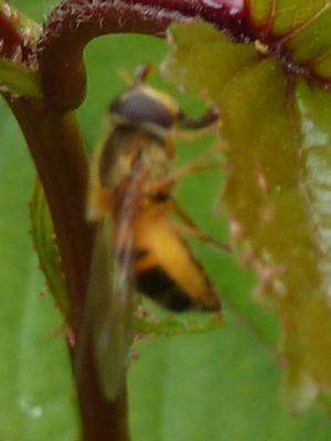 Epistrophe eligans