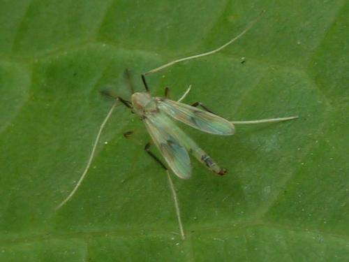 Stenochironomus gibbus