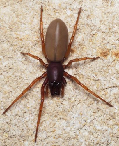 Réf. 160 021 : Dysdera crocata